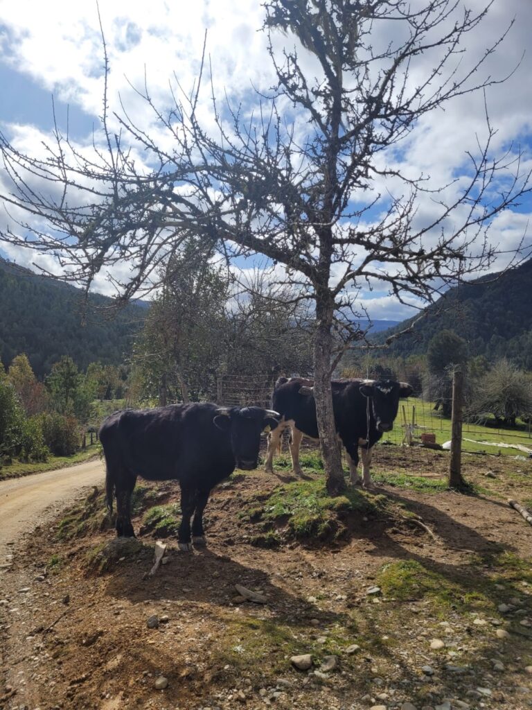 vacas
