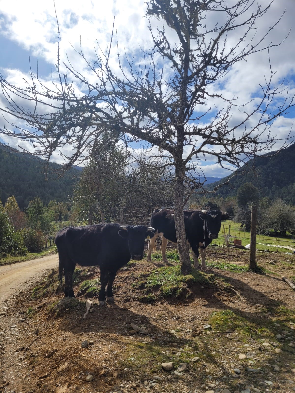 chucao 2 vacas