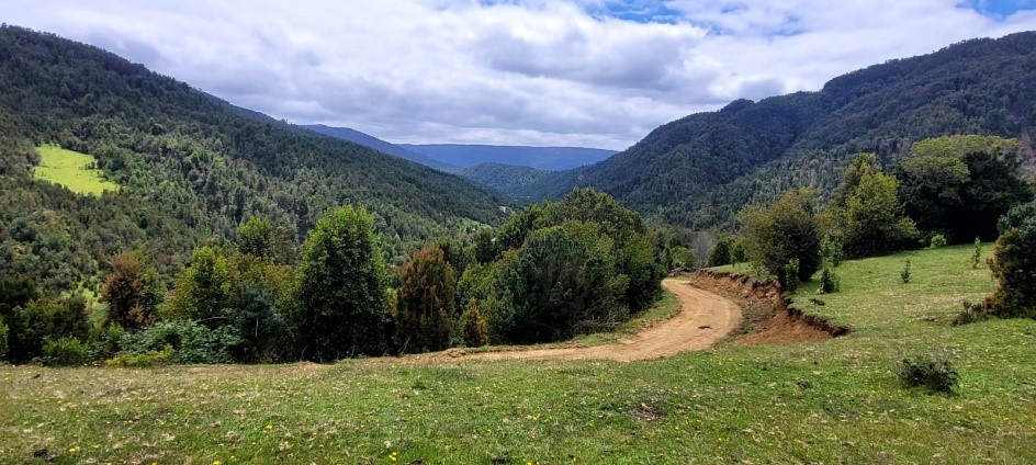 camino del pudu camino 1