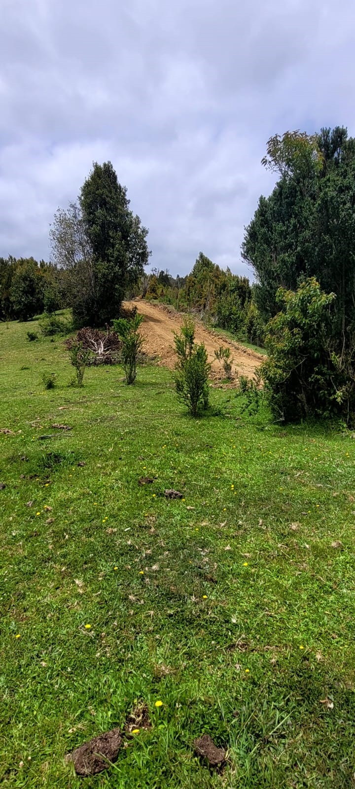 camino del pudu camino 2