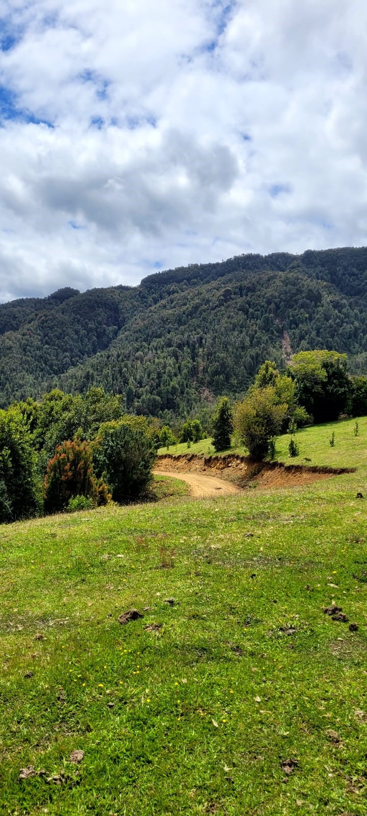 camino del pudu camino3