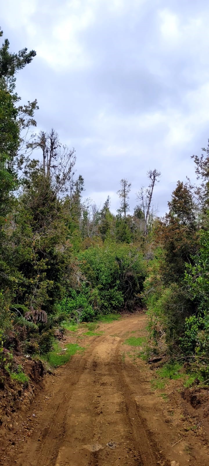 camino del pudu camino4